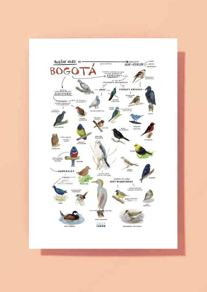 “Aves de Bogotá y La Sabana” – reproducción Giiclée