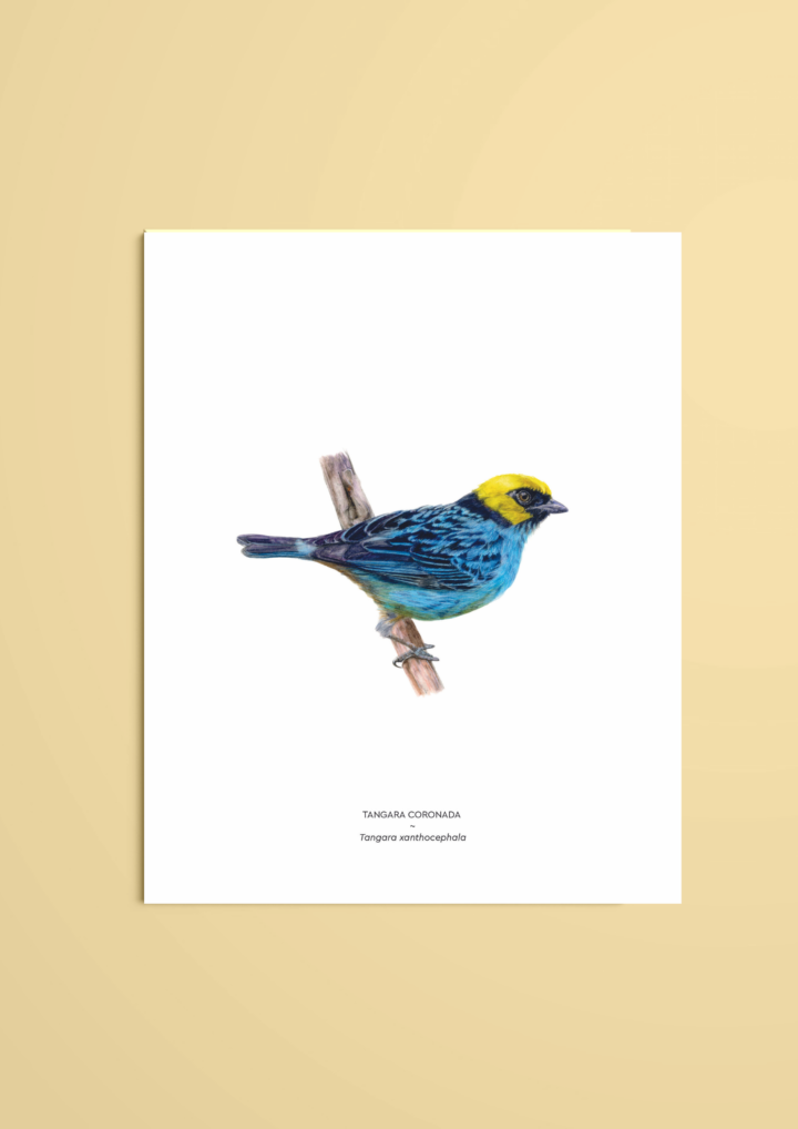 Tangara coronada – reproducción Giclée