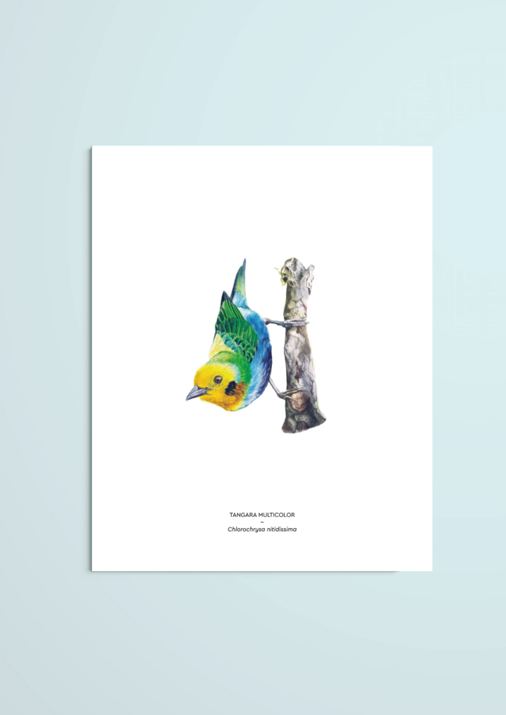 Tangara multicolor – reproducción Giclée
