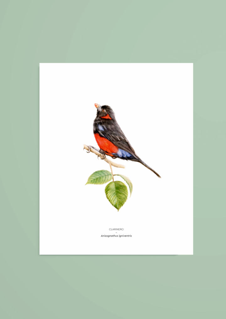 Clarinero – reproducción Giclée
