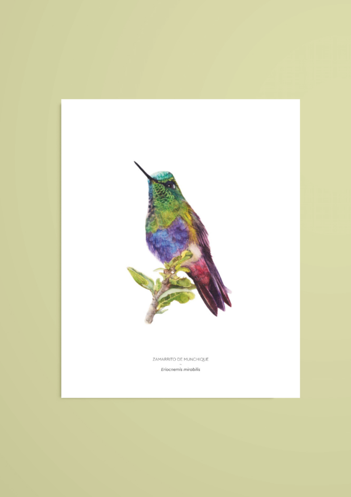 Zamarrito de Munchique – reproducción Giclée