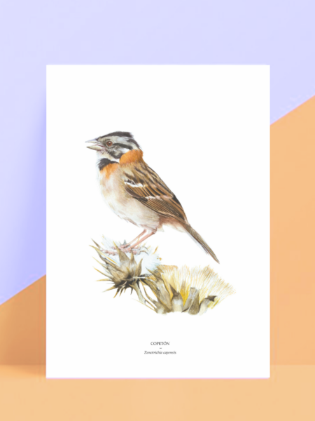 Copetón (grande) - reproducción Gicleé